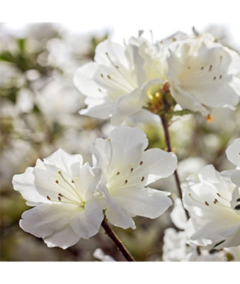 Parfum - Azalée du Japon