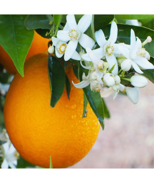 Parfum - Fleur d'oranger